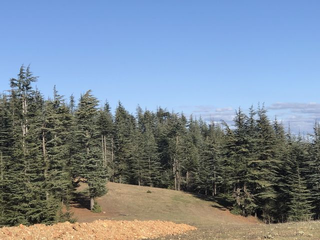 Adana'da her yerde onu arıyorlar kilosu 100 TL! Japonya'ya satılıyor - Resim: 2