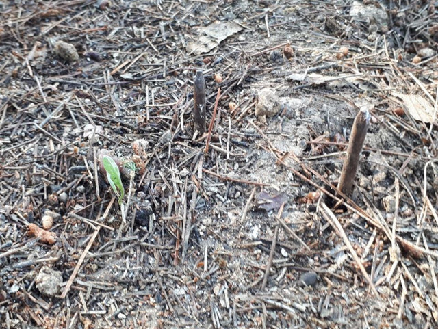 Kütahya'da mantar toplamaya giden vatandaşa 'Ölüm tuzağı' kuruyorlar - Resim: 1