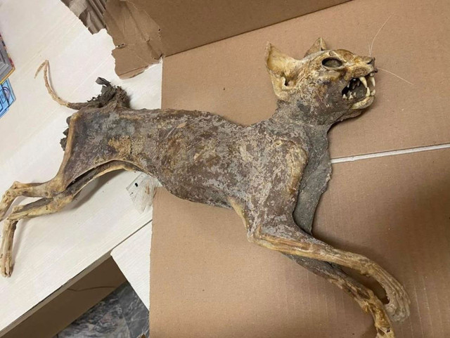 Çorum'da cami tadilatında 80 yıllık ceset bulundu görüntüler şaşırttı beden bütünlüğü bozulmamış - Resim: 0