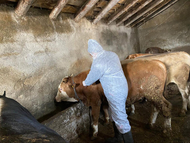 Kabus sona eriyor! Şap hastalığı kontrol altına alındı... - Resim: 0