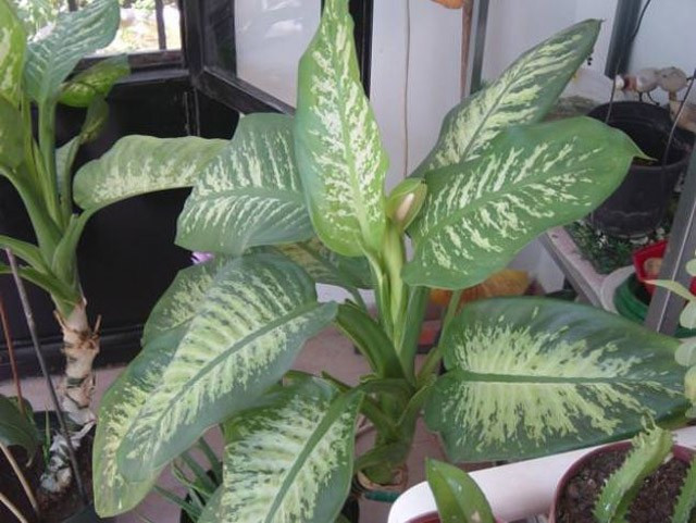 Ağlayan çiçek sizi ağlatmasın! - Resim: 2