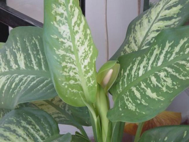 Ağlayan çiçek sizi ağlatmasın! - Resim: 3