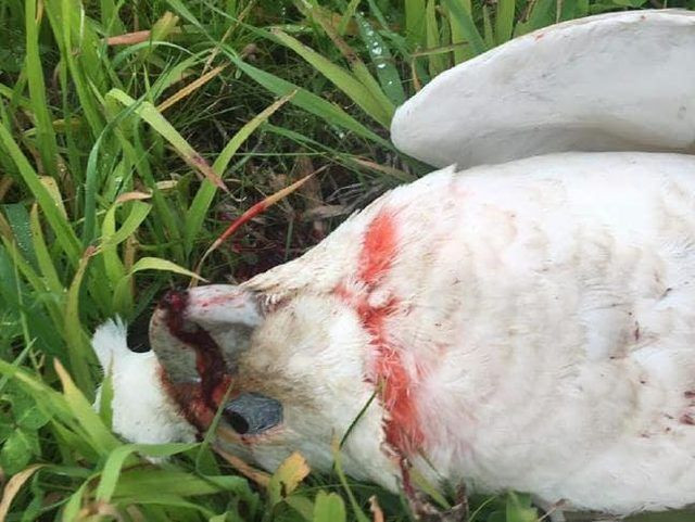 Gökten gözleri kanayan ve çığlık atan kuşlar yağdı - Resim: 1