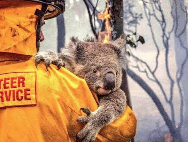 AK Partili Ömer Çelik'ten Avustralya'ya 'deve' çağrısı: Endişeyle karşılıyoruz - Resim: 0