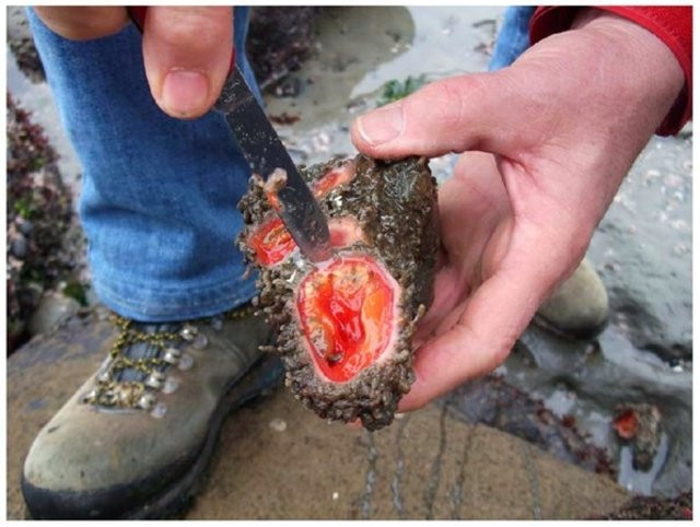 Sıradan bir kaya sandı ama içini açınca... İnanamayacaksınız! - Resim: 4