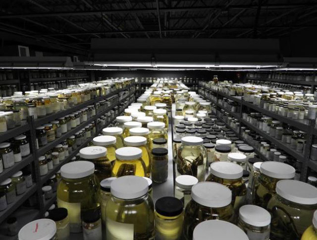  Yılan midesi içinde yaşayan yeni bir tür yılan keşfedildi - Resim: 3