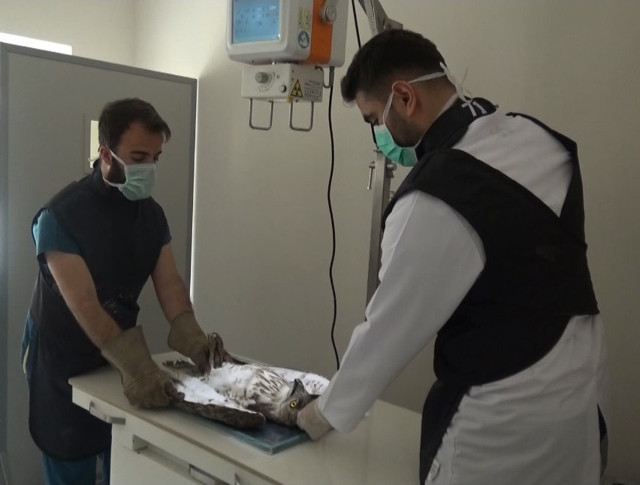 Hatay'da çobanın bulduğu yaralı yılan kartalı tedaviye alındı - Resim: 1