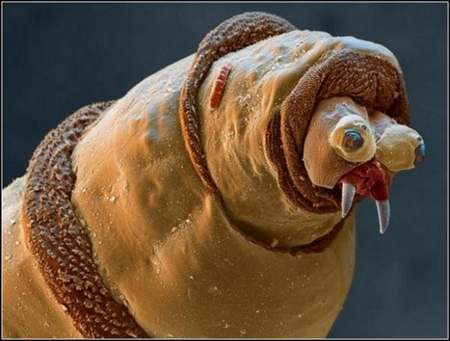 Hiç görmediğiniz  ilginç hayvanlar  - Resim: 3