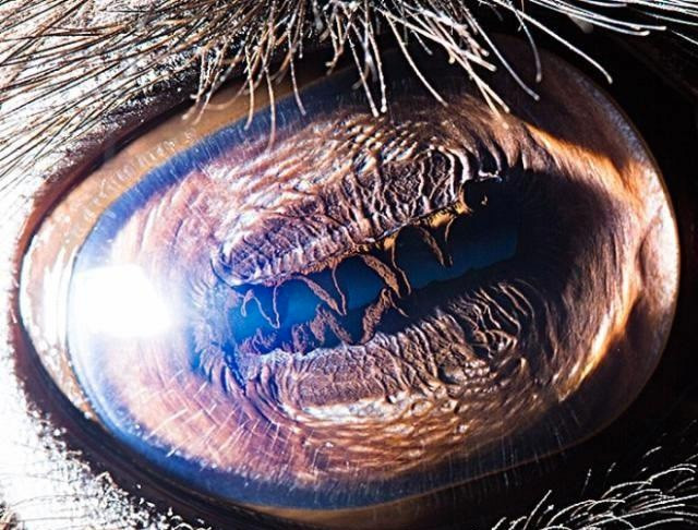 Ne olduğunu tahmin ediyor musunuz? Gözlerinin içine bakın - Resim: 2