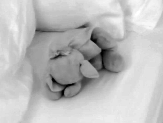 Aşk Adası'nda kızdıran oyuncak ayı detayı - Resim: 1