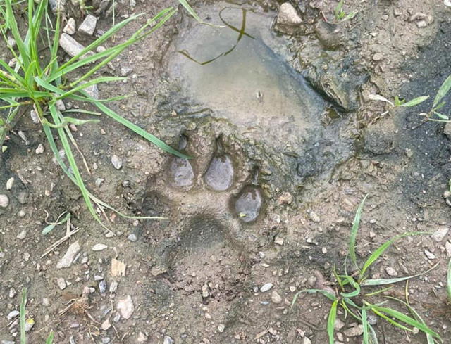 Sabah ahıra girdi gördüklerine inanamadı ilk defa böyle bir şeyle karşılaşıyorum - Resim: 0