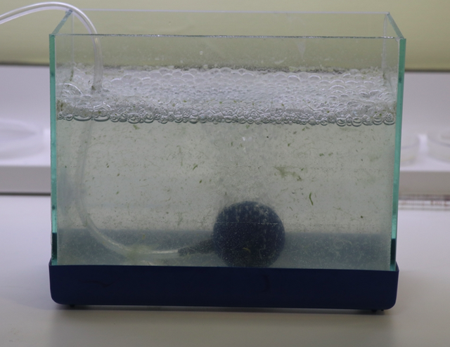 Marmara'nın müsilajında mikroskopta bakın ne çıktı - Resim: 1