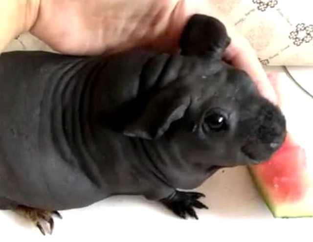 Köpek sanıp aldığı hayvan sıçan çıktı! - Resim: 2