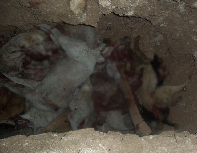 Uşak'ta inanılmaz katliam - Resim: 1