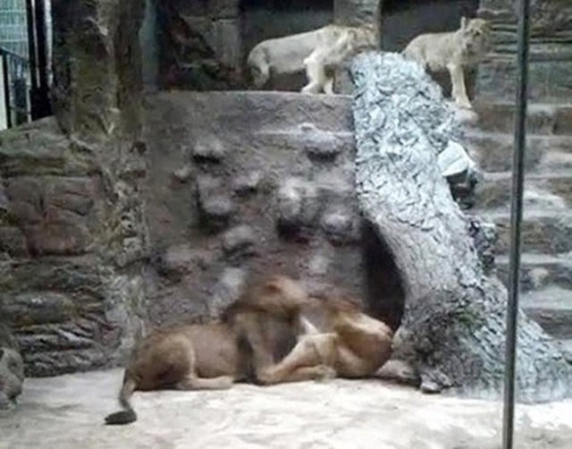 Bu olayın eşi benzeri yok! Görenler küçük dilini yuttu - Resim: 4