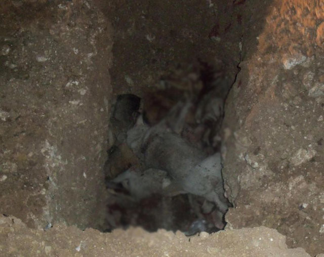 Uşak'ta inanılmaz katliam - Resim: 2