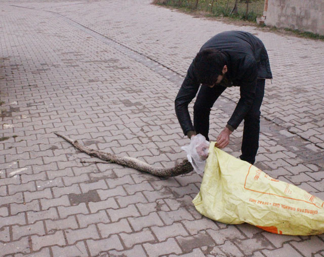 Tekirdağ'da bulundu 3 metre 20 santim uzunluğunda! - Resim: 4