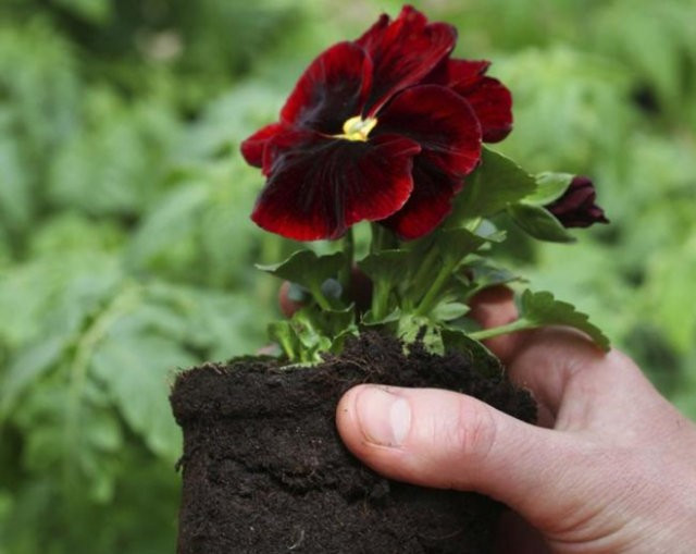 Toprağa domatesleri direkt olduğu gibi koyun bakın ne olacak! - Resim: 1