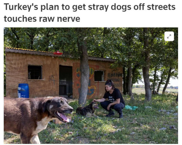 İngiliz Reuters'ın Türkiye'deki başıboş köpekler için yaptığı algı haberi dikkat çekti - Resim: 0