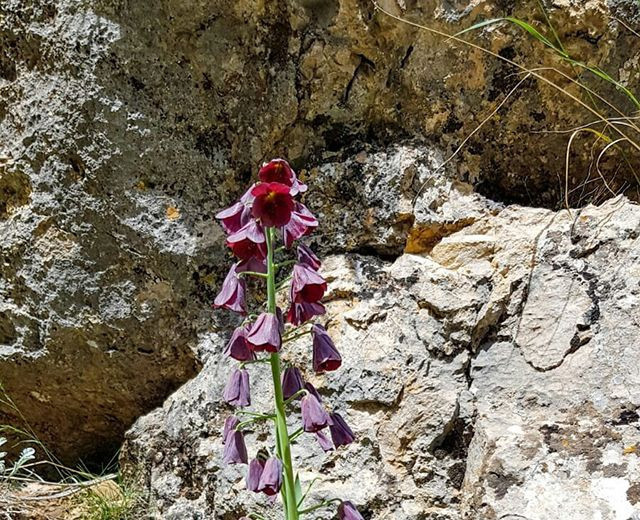 Kahramanmaraş'ta bulunan bu çiçeği koparana 62 bin lira ceza - Resim: 3