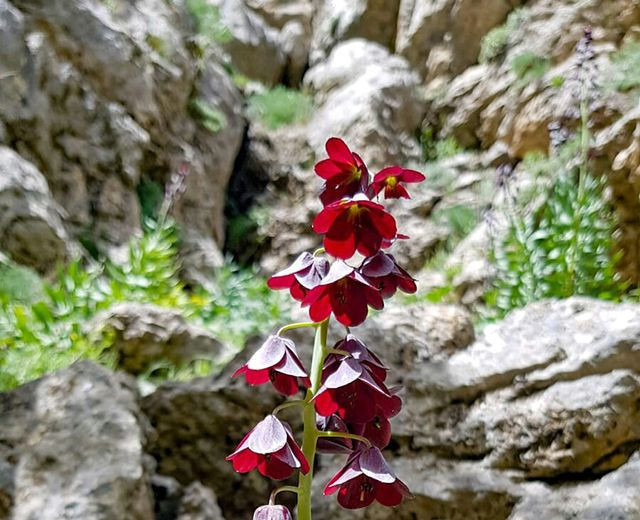 Kahramanmaraş'ta bulunan bu çiçeği koparana 62 bin lira ceza - Resim: 4