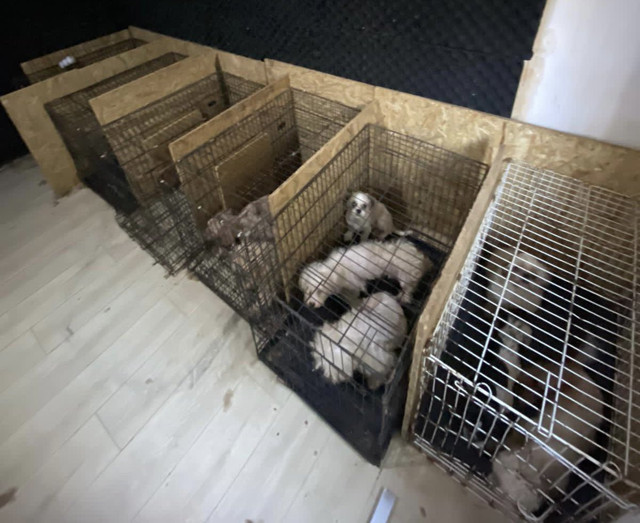 Ankara'da uygunsuz koşullarda tutulan 68 köpek bulundu - Resim: 0