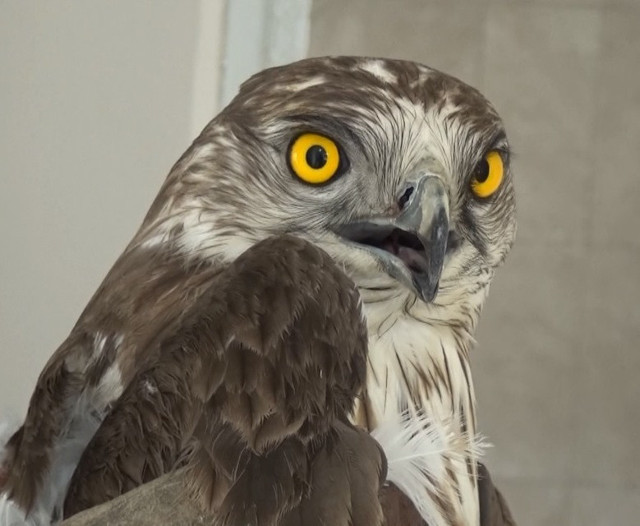 Hatay'da çobanın bulduğu yaralı yılan kartalı tedaviye alındı - Resim: 0