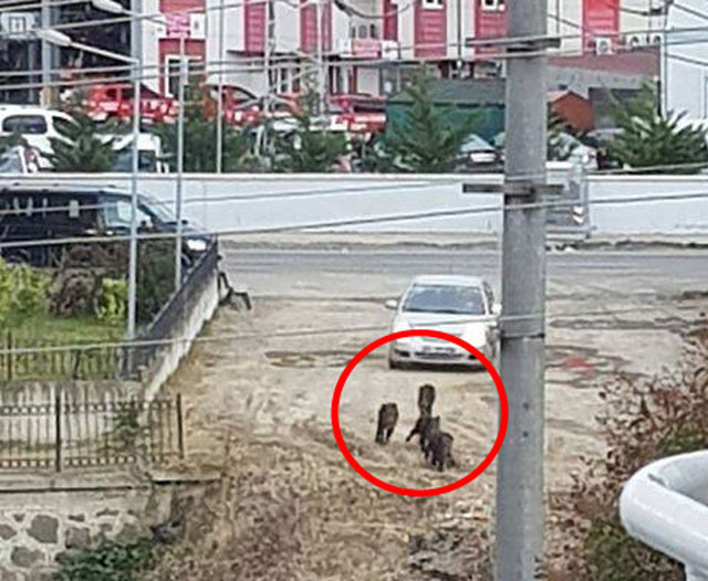 Ordu ve Kayseri'de görüldüler! Şehir merkezine kadar iniyorlar - Resim: 4