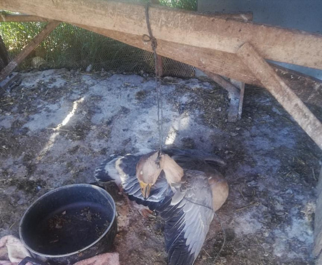 Antalya'da kazını boynundan astığını iddia ettiği komşusu bıçakladı - Resim: 0