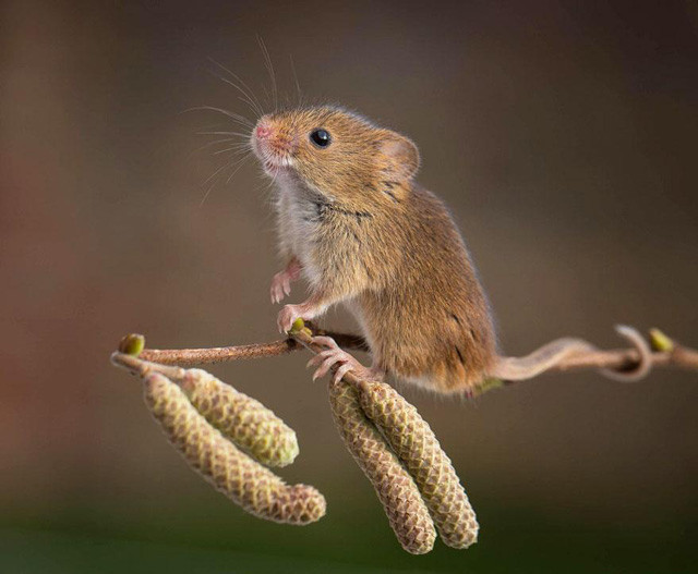 Felçli fareler kök hücre tedavisiyle yürüdü - Resim: 1