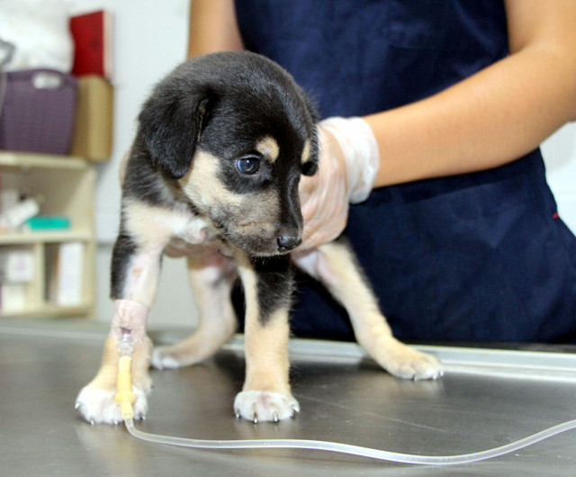 Tiner dökülerek yakılmak istendi! Hayvanseverler kurtardı - Resim: 3