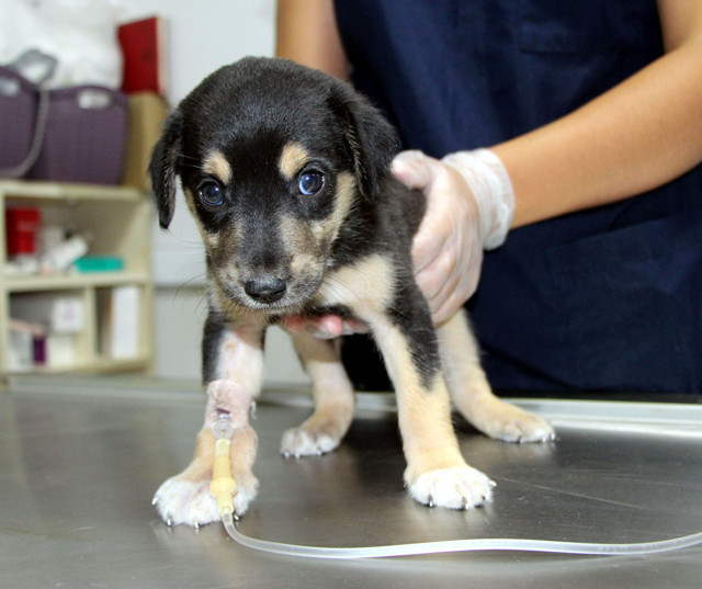 Tiner dökülerek yakılmak istendi! Hayvanseverler kurtardı - Resim: 2