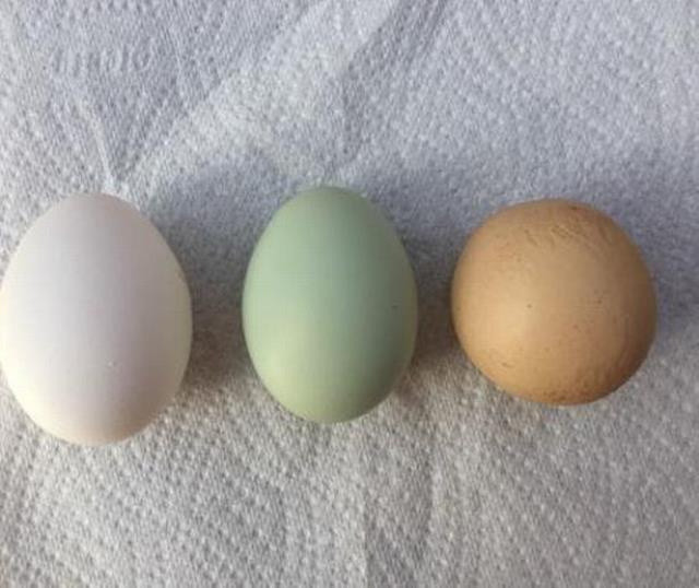 Kümese giren kadın tavuğun altındaki yumurtayı görünce şok oldu - Resim: 0