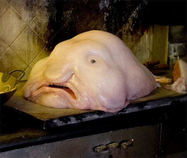 Dünyanın en çirkin hayvanı blobfish - Resim: 1