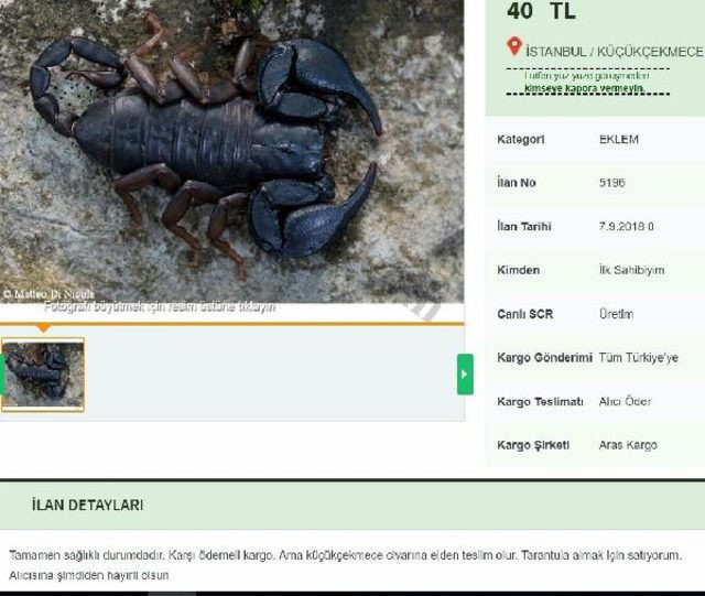 İnternetten satılıyor! Şaşkına çevirdi - Resim: 1