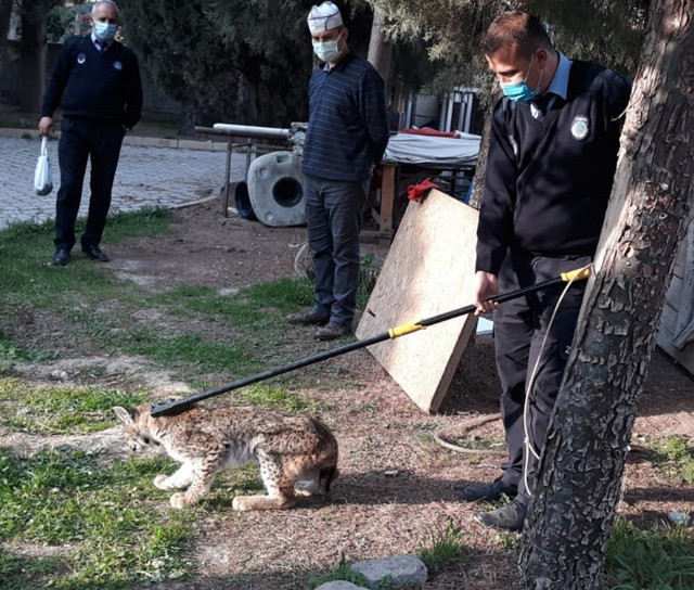 Ankara'da cami bahçesinde vaşak yakalandı! Oraya nasıl geldi? - Resim: 0