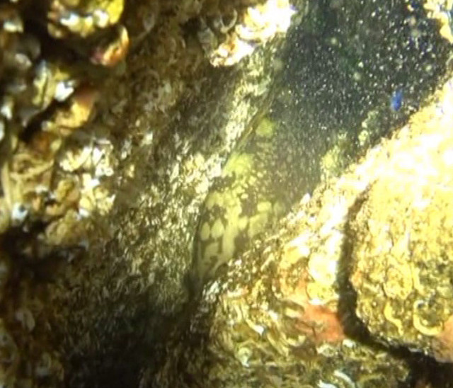 Marmara'da yıllar sonra orfoz balığı görüldü! 'Türkiye'de önemli bir milat' deniyor - Resim: 0