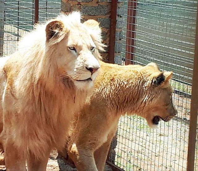 Beyaz aslan ülkeyi karıştırdı: Ünlü aktör Russell Crowe'dan tepki! - Resim: 2