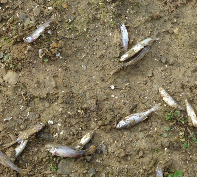 Ömerli Barajı'nda mahsur kalan yavru balıkları kurtarma operasyonu - Resim: 1