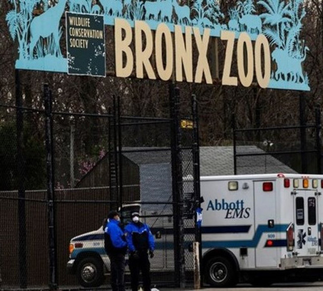 New York'ta hayvanat bahçesindeki hayvanlarda koronavirüs tespit edildi - Resim: 0