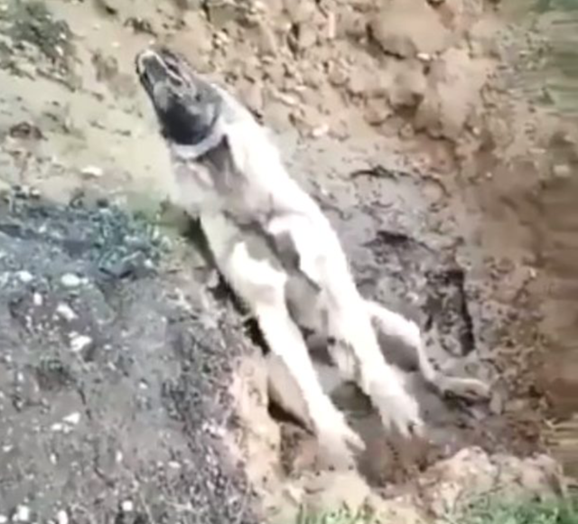 Olay yeri Hatay! Zehirlenip çukura atılan köpek can çekişerek öldü - Resim: 0