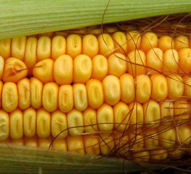 Mısır nelere iyi gelir? - Resim: 2