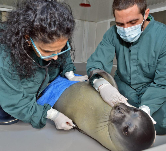 Hayvanseverler ayakta: Ünlü fok 'Kostis' zıpkınla öldürüldü - Resim: 0