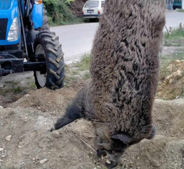 Beycuma'da halkın korkulu rüyası canavar lakaplı yaban domuzu öldürüldü! - Resim: 0