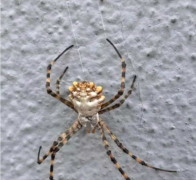 Türkiye'nin yeni kabusu oldu giderek yayılıyor! Örümceğin ısırması halinde... - Resim: 4