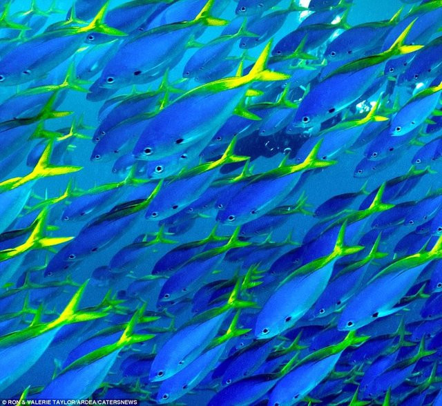 İşte böyle korumaya alıyorlar - Resim: 4