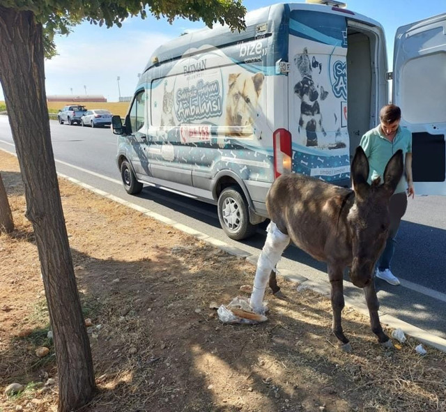 Batman Belediyesi bacağı kırılan eşek için adeta seferber oldu - Resim: 0