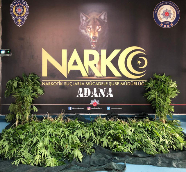 Adana'da bahçesinde Hint keneviri yetiştiren zanlı koronavirüsü bahane etti - Resim: 0