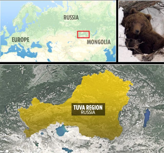 Rusya'da boz ayı bir ay boyunca bir adamı esir aldı! - Resim: 0