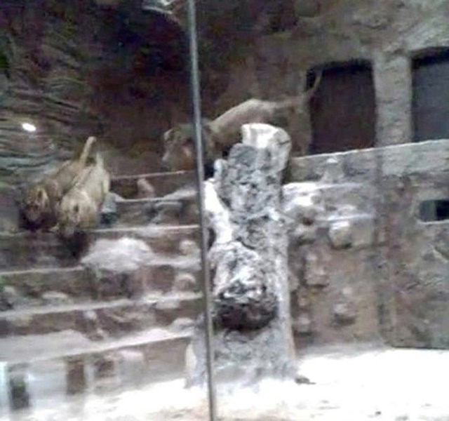 Bu olayın eşi benzeri yok! Görenler küçük dilini yuttu - Resim: 3